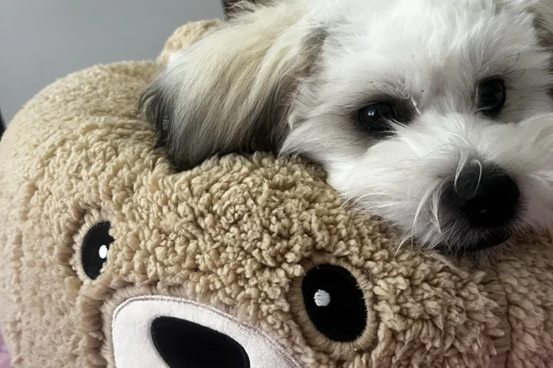 Shichon