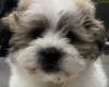 Shichon