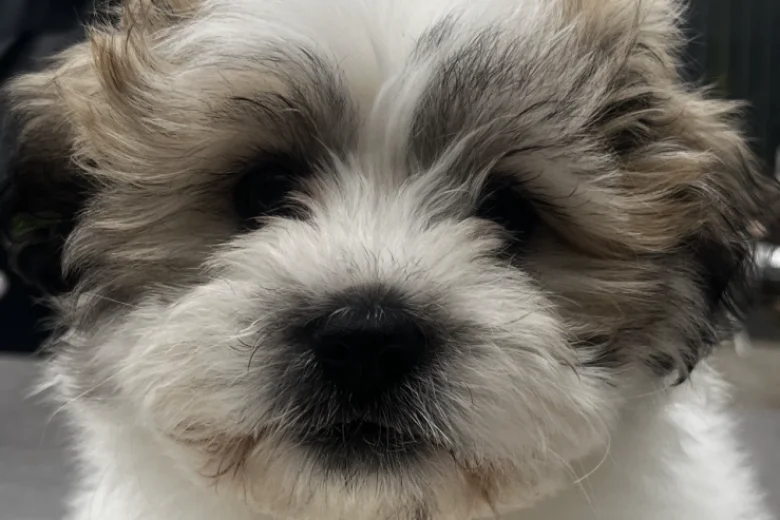 Shichon