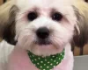 Shichon