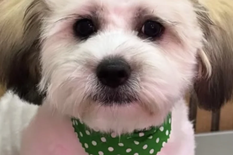 Shichon