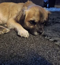 Simba