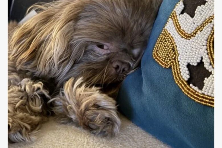 Shih Tzu