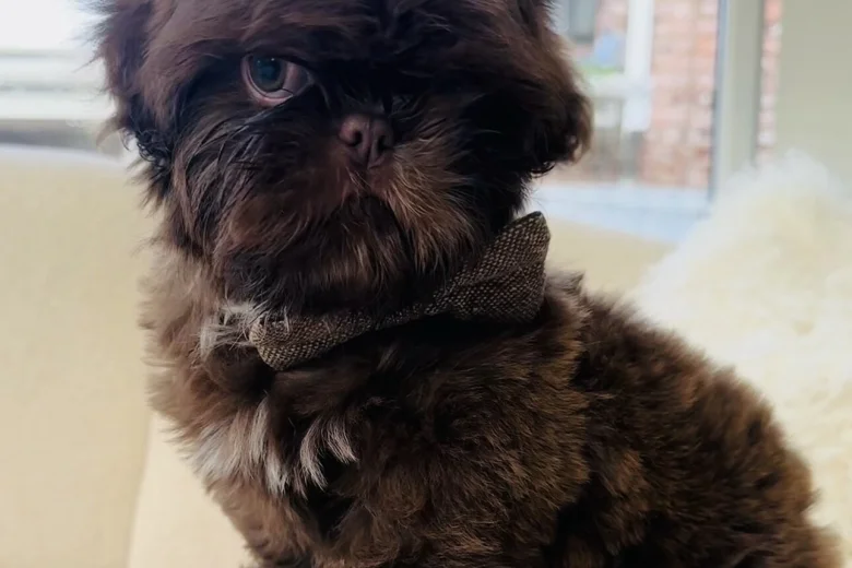 Shih Tzu