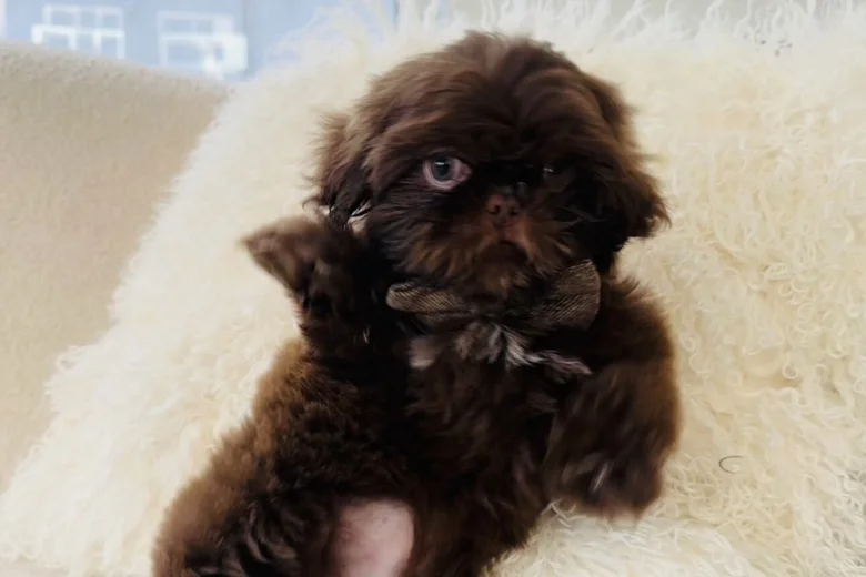 Shih Tzu