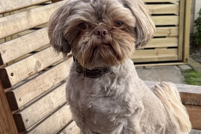 Shih Tzu