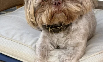 Shih Tzu