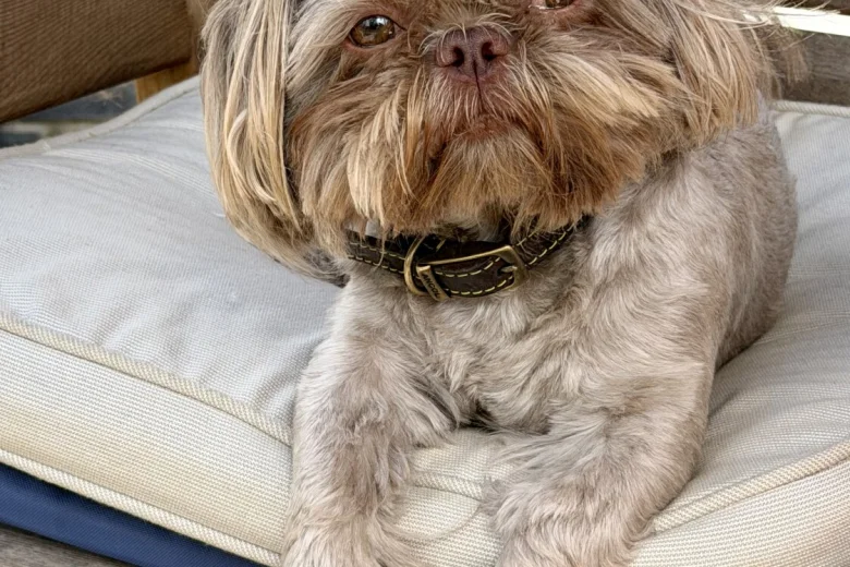 Shih Tzu