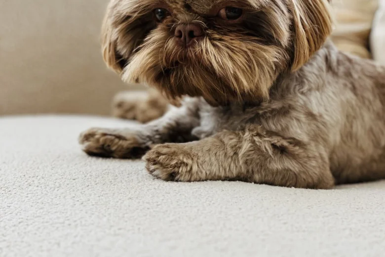 Shih Tzu