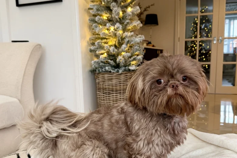 Shih Tzu
