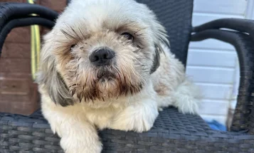 Shih Tzu