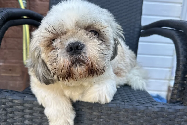Shih Tzu