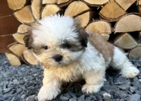 Puppy 1