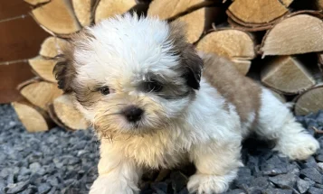 Shih Tzu