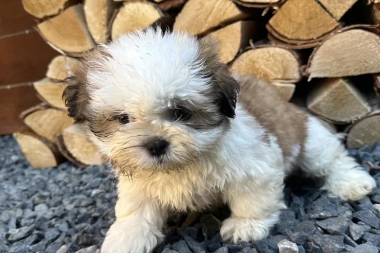 Shih Tzu