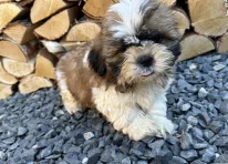 Puppy 4