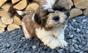 Shih Tzu