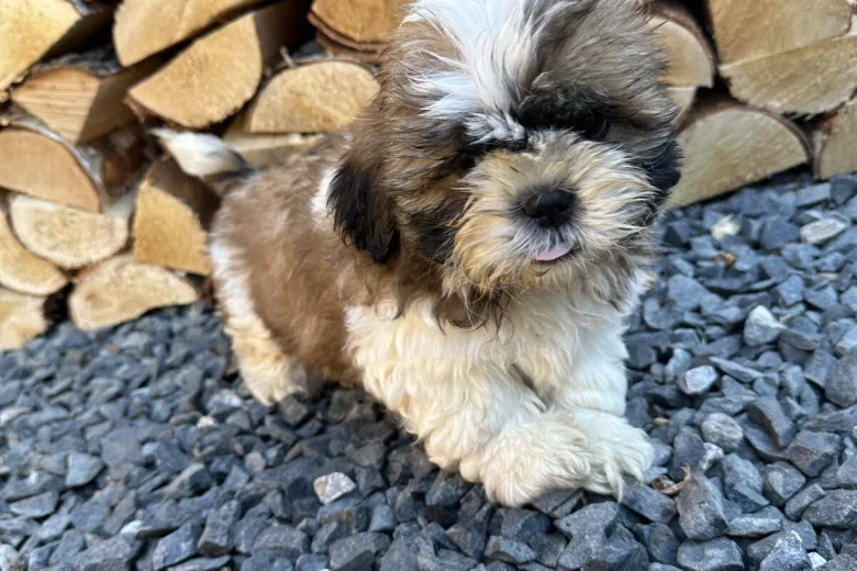 Shih Tzu