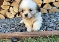 Puppy 2