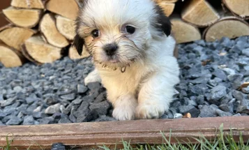 Shih Tzu
