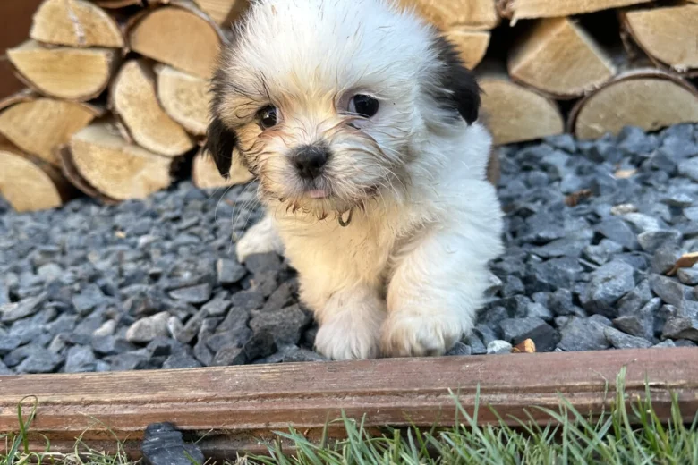 Shih Tzu