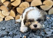 Puppy 5