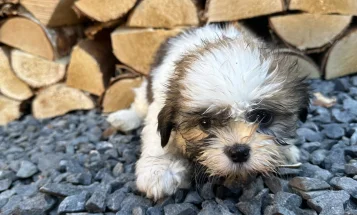 Shih Tzu