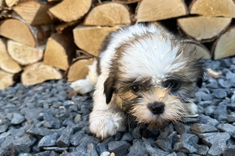 Shih Tzu