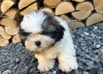Puppy 3