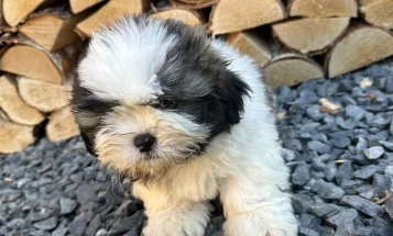 Shih Tzu