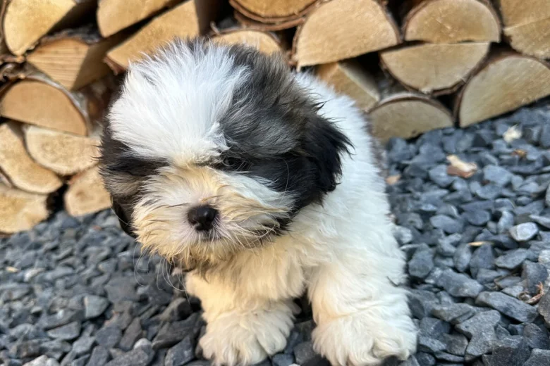 Shih Tzu