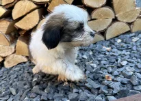Puppy 6
