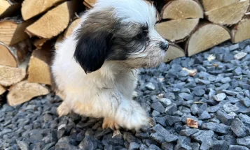 Shih Tzu
