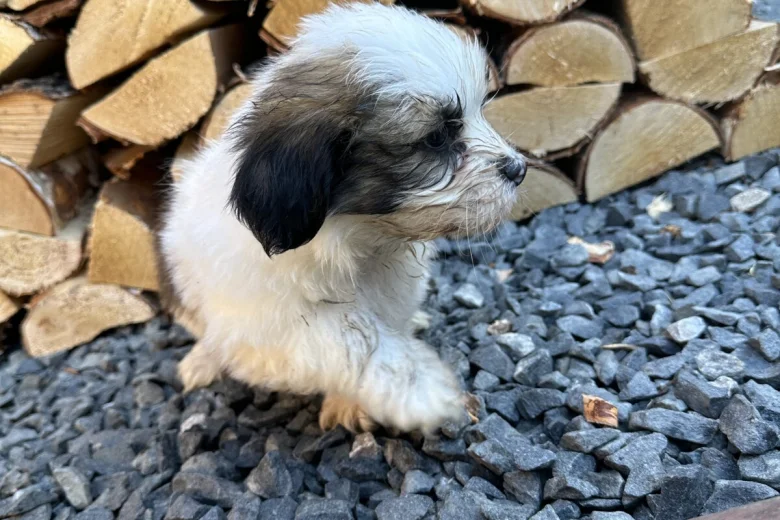 Shih Tzu