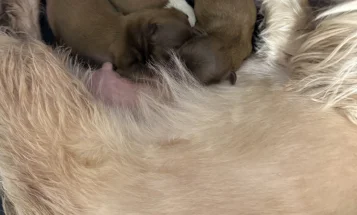 Shih Tzu