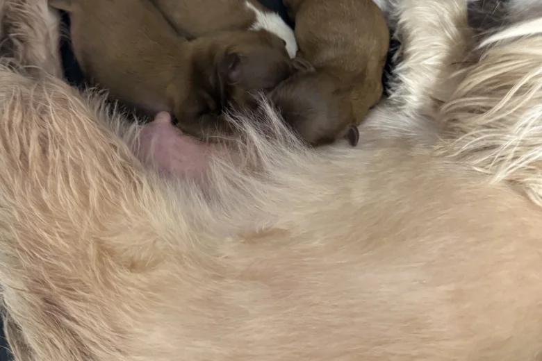 Shih Tzu