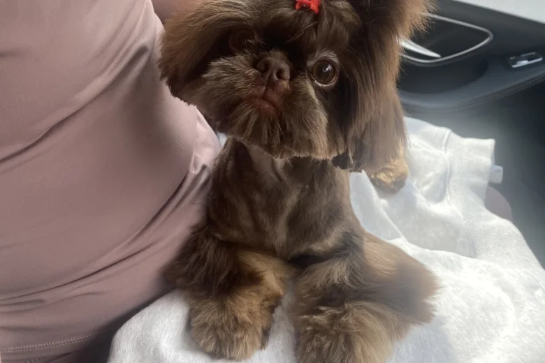 Shih Tzu