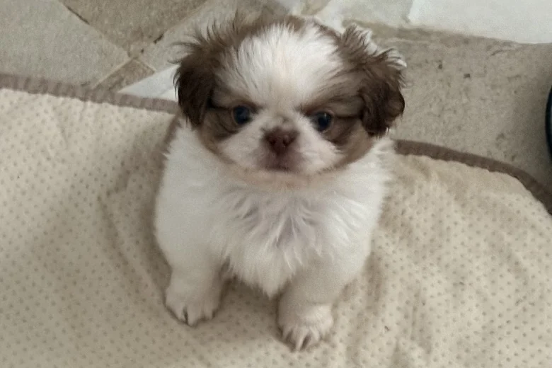 Shih Tzu