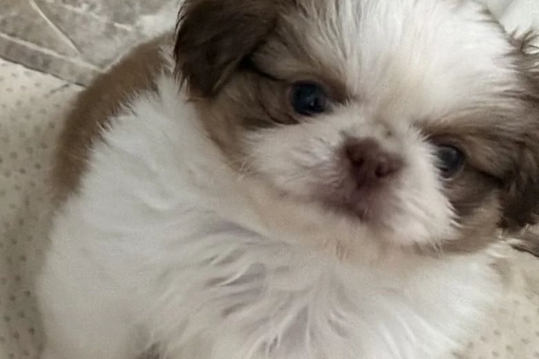 Shih Tzu