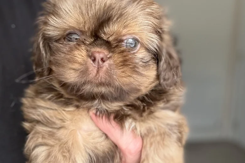Shih Tzu