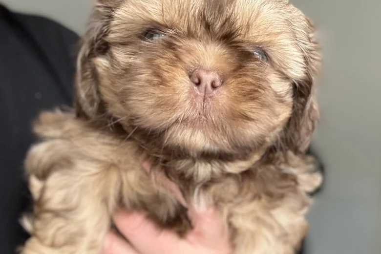 Shih Tzu