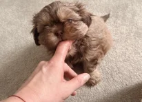 Puppy 2