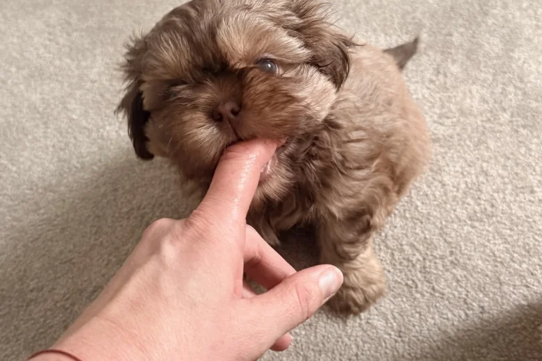 Shih Tzu