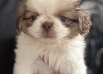 Puppy 1
