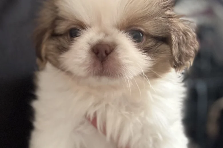 Shih Tzu