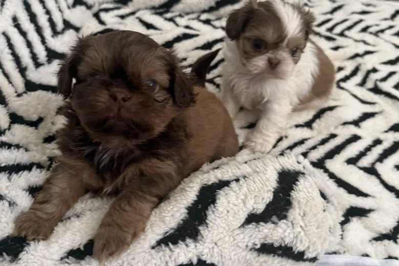 Shih Tzu