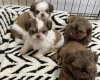 Shih Tzu