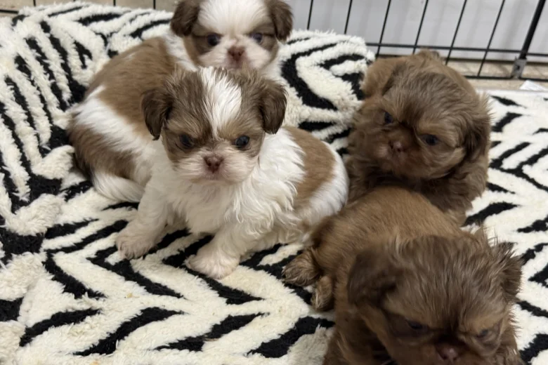 Shih Tzu