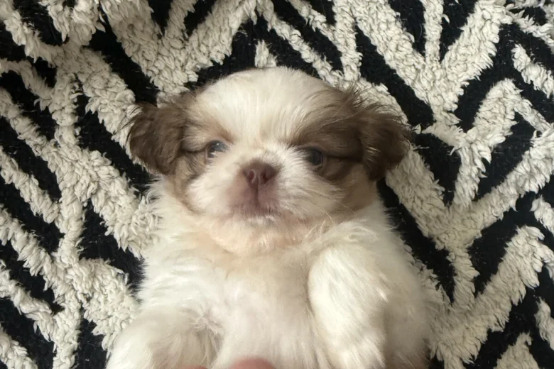 Shih Tzu