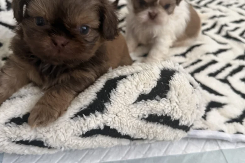 Shih Tzu
